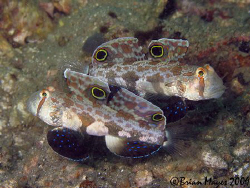 These Signal Gobies (Coryphopterus signipinnis) were real... by Brian Mayes 